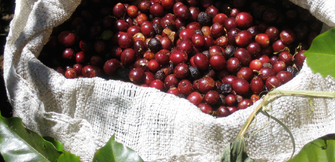 ETHIOPIAN HARRAR COFFEE (ETHIOPIA)